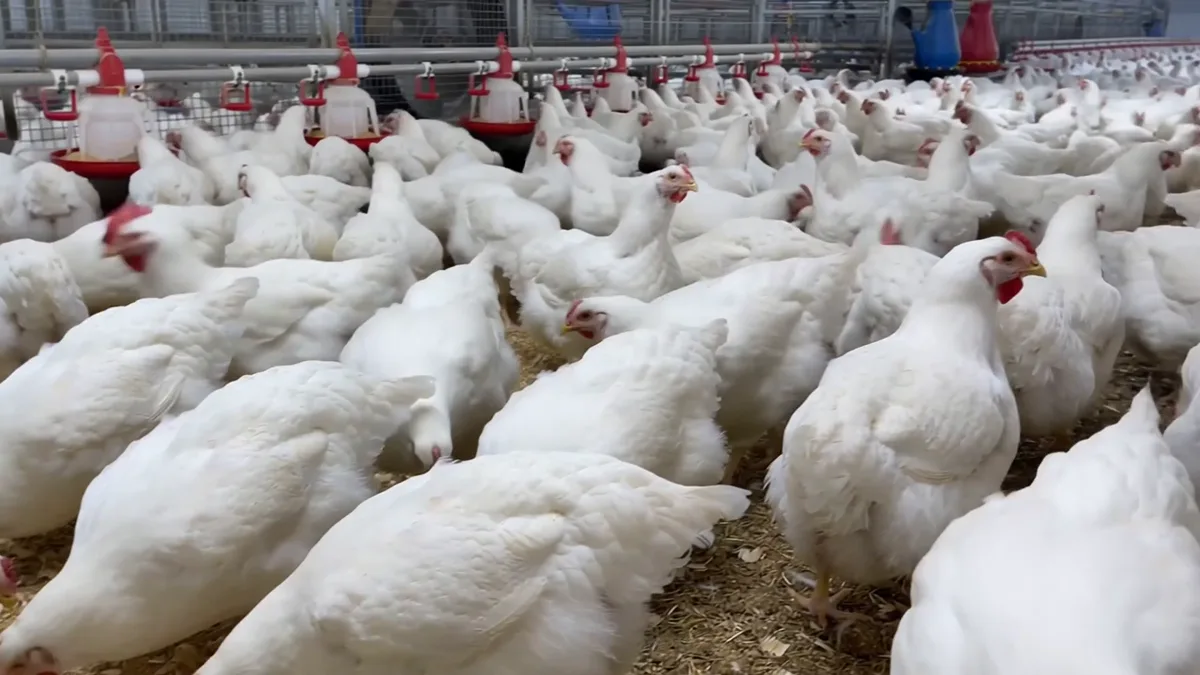 Lote de pollos de engorde blancos sobre la cama del gallinero, junto a la línea de bebederos